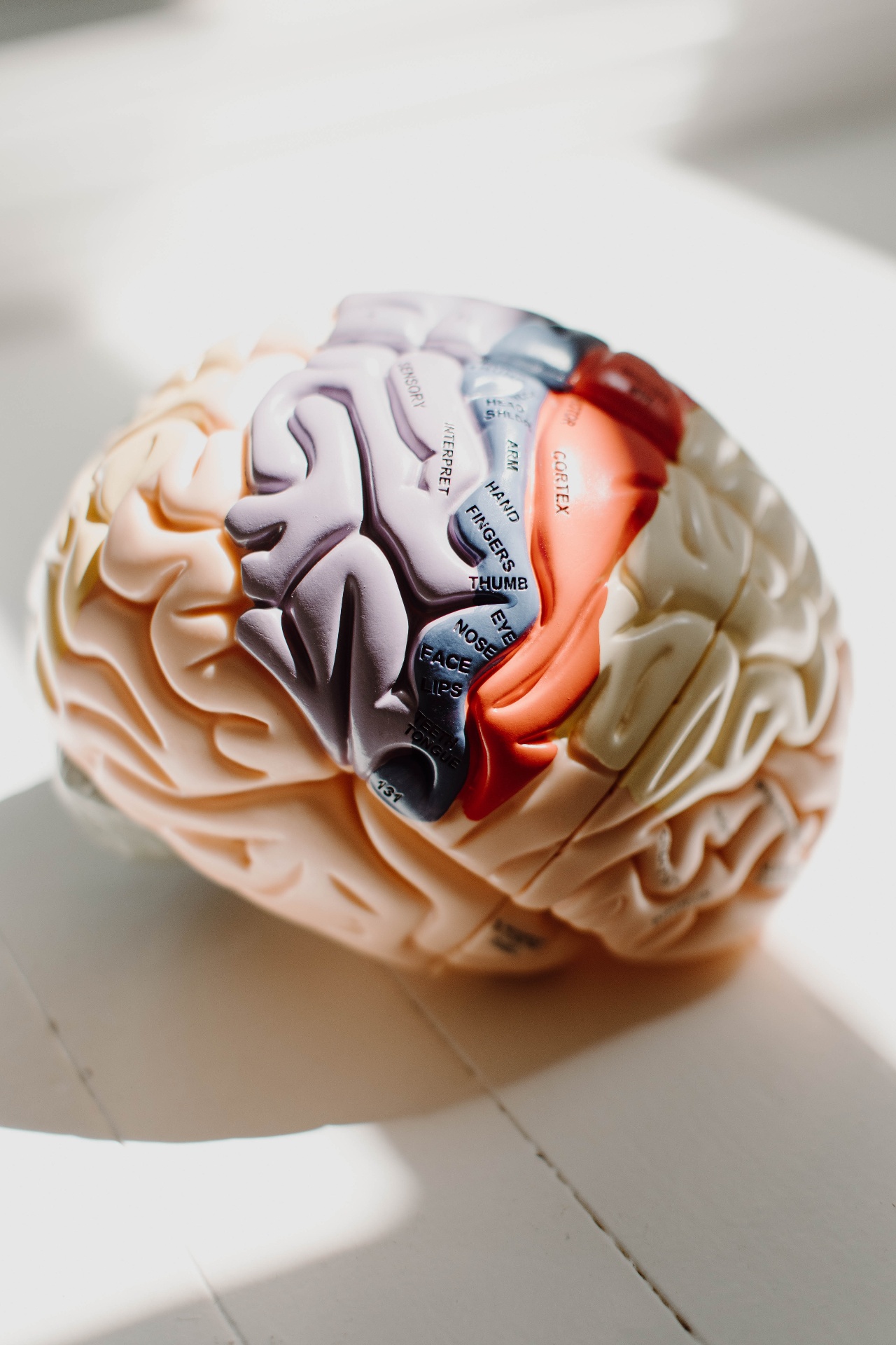 Anatomical model of the human brain showing sensory and motor cortex regions